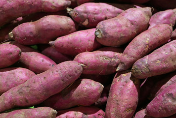 Heap of Uncooked Purple Sweet Potatoes 