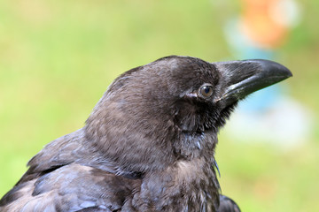 Common Raven