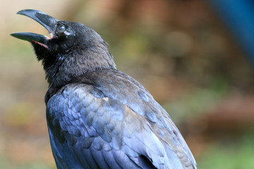 Common Raven
