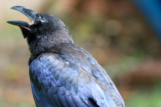 Common Raven
