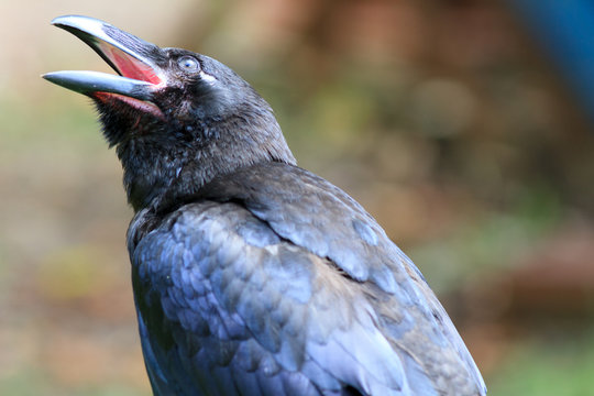 Common Raven