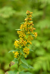 Small yellow flower.