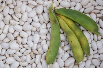 Large white beans and green pods Phaseolus vulgaris