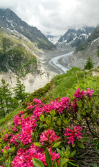 Alpenrosen vor Mer de Glace Gletscher bei Montenvers, Chamonix