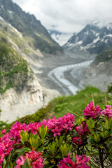 Fototapeta na wymiar Alpenrosen vor Mer de Glace Gletscher bei Montenvers, Chamonix
