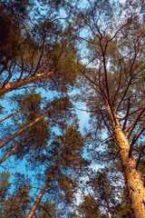 Bottom view of trees in pine forest in summertime