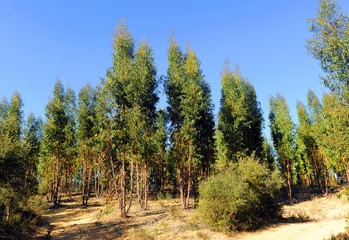 Fototapeta na wymiar Eucalyptus forest, Spain, southern Europe