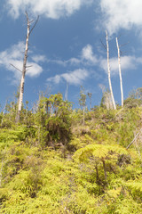 Fototapeta premium Landscape of Sierra Maestra mountain range near Santiago de Cuba, Cuba