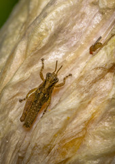 Cricket and small fly on a yellow flower petal