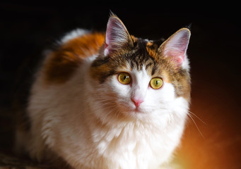 Portrait of a Beautiful Calico Cat With Big Yellow Eyes