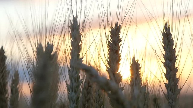 Yellow wheat spike close-up in sunlight glint at sunset