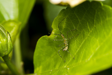 Leafhopper assassin bug (Zelus renardii) on a leaf