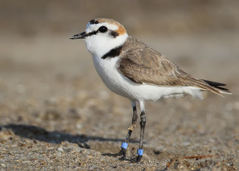 Very close up portrait male kentish plover with color rings.