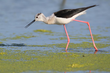 Close up portrait of black winged stilt wit red legs.