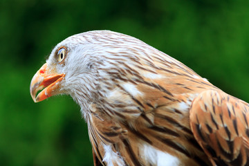 Red Kite