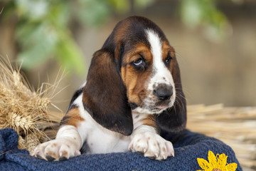Beautiful and gentle Basset hound puppy with sad eyes sitting in a basket