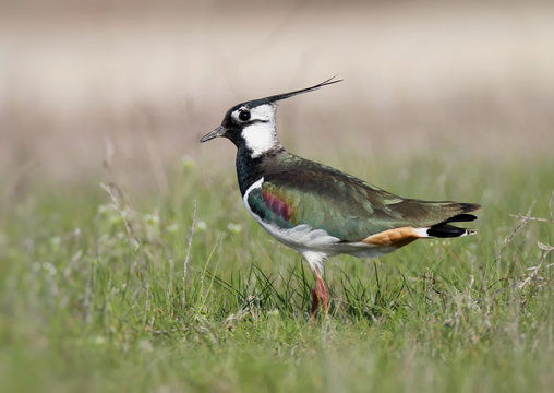 Northern lapwing on the grass