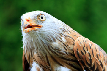 Red Kite