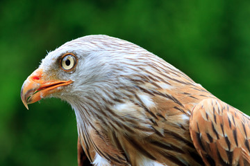 Red Kite