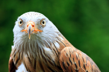 Red Kite