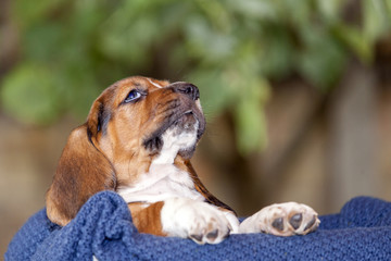 Gently Basset hound puppy sits and looks up