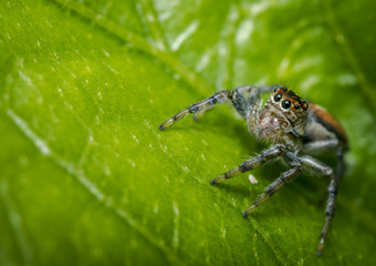 Small jumping spider on a green tree leaf