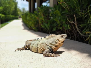 An iguana sun bathing in our hotel in mexico