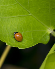 Small brown ladybug walking on a green leaf