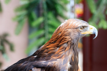 Golden Eagle