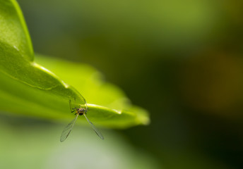 Insect with big wings on a green leaf