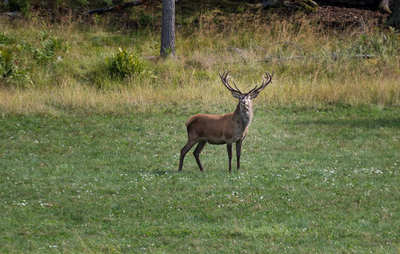 Posing Deer