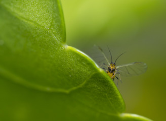 Insect with big wings on a green leaf