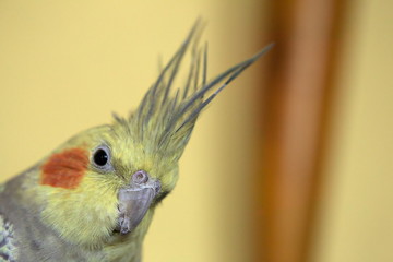 Portrait of pet cockatiel with blurred background