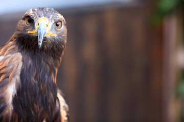 Golden Eagle