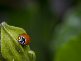 Small brown ladybug walking on a green leaf