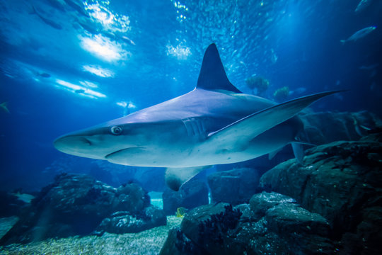 shark