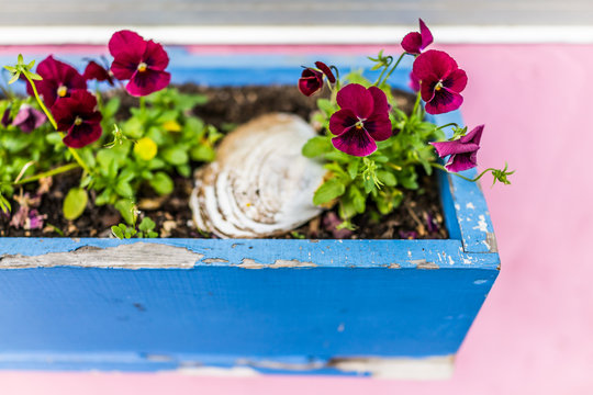 Colorful purple red magenta pansy flowers in flowerbed crate on windowsill of pink painted house