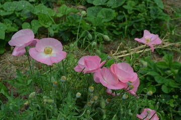 Pink poppy