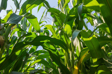Молодая кукуруза в поле растет
