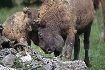 Junger Wisent © MEISTERFOTO