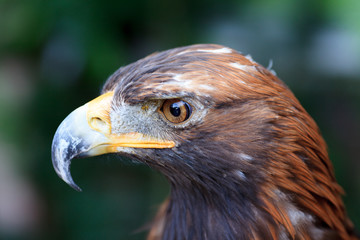 Golden Eagle