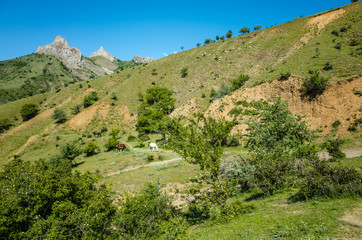 Fototapeta na wymiar Peaks of mountains and pastures with animals
