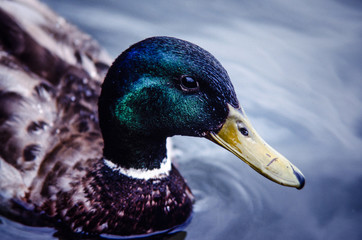 Male Mallard Duck Close-up of head