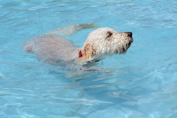 Obraz premium White labradoodle dog swimming in swimming pool on hot summer day