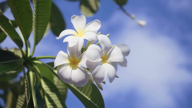 Close up of white frangipani flowers in front of blue sky with clouds. Shot with Sony a7s and Atomos Ninja Flame on sunny day.