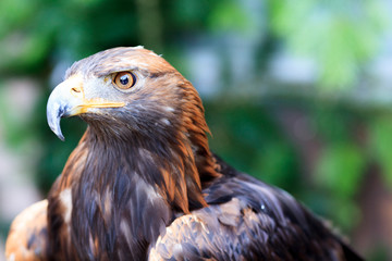 Golden Eagle
