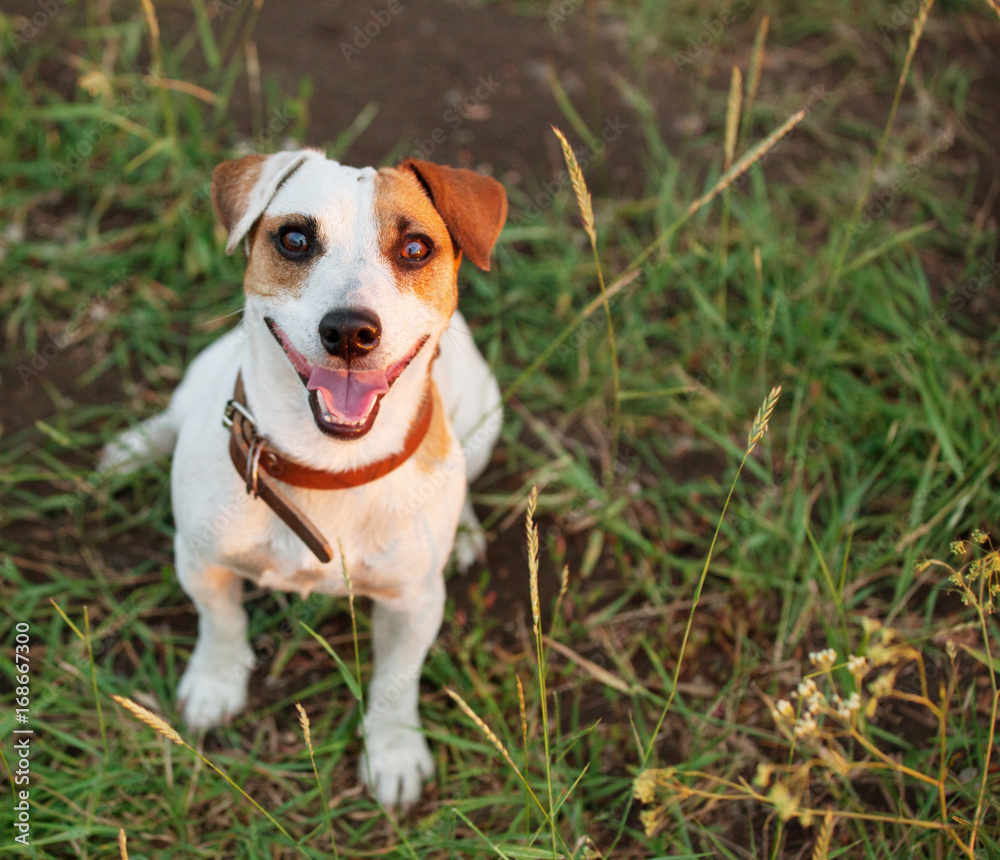 Wall mural Happy dog outdoors