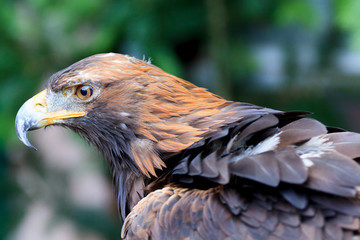 Golden Eagle