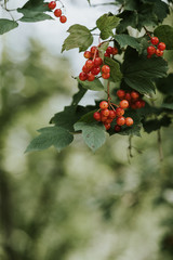 Fresh bunches of red currants growing on a bush