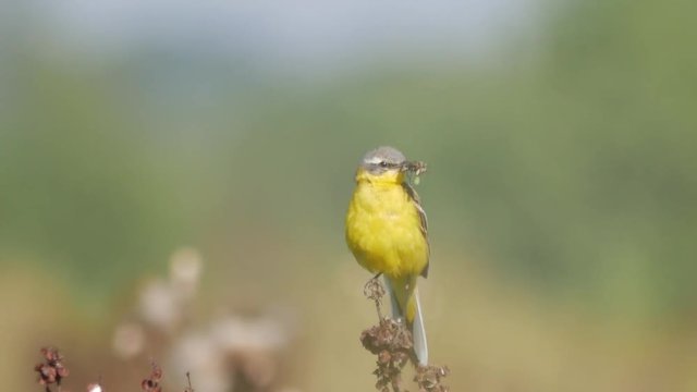 Small yellow wagtail sitting on the branch (Motacilla flava).